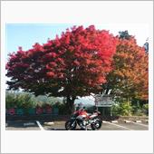 紅葉は黎明期なり