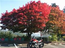 紅葉は黎明期なり