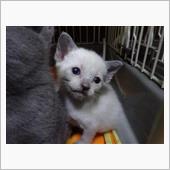 ゆきちゃん。危篤？　（猫ブロ ...
