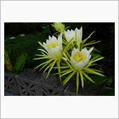 またドラゴンフルーツの花の季節