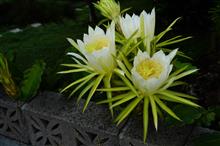 またドラゴンフルーツの花の季節