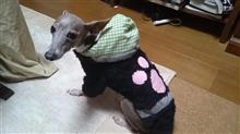 メラルーがいます。