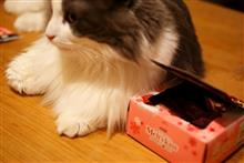 ココアとチョコとボサノヴァと
