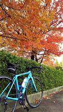 【自転車】大窪寺紅葉狩りサイクリング 