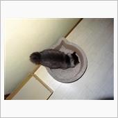子猫かな？？　保護しました（ ...