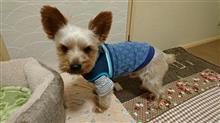１１月１０日オヤスミ🌙✨なちゃーい🐶😪