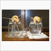 アボカドの根っこ成長中