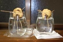 アボカドの根っこ成長中