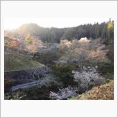 四季桜ライトアップ