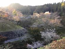 四季桜ライトアップ