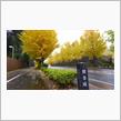 雨上がりそうな銀杏坂散歩