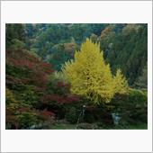 １１月１１日 香嵐渓の紅葉