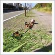 明日は市民一斉清掃です