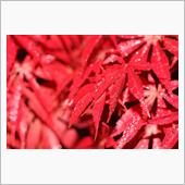 2016　RX紅葉前線