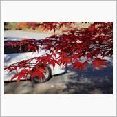 秋の紅葉ドライブ　山梨編