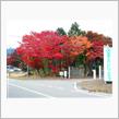 これから紅葉も良い時期です。