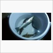 2008で釣り。