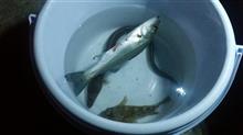 2008で釣り。