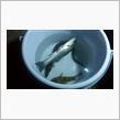 2008で釣り。