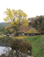 島根の大銀杏