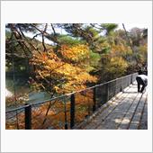 今年最後の紅葉見物？