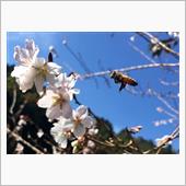 今日の四季桜