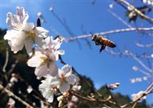 今日の四季桜