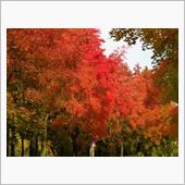 近所の紅葉