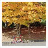 野呂山に紅葉を見に行った