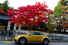 一年ぶりとなる紅葉燃ゆる高野山に