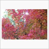 2016　紅葉前線 　吉野（ ...