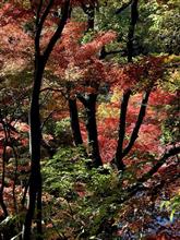 紅葉狩りして新型インプレッサに試乗した