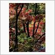 紅葉狩りして新型インプレッサに試乗した