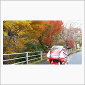 🍁紅葉満開のようです！(ﾟ ...