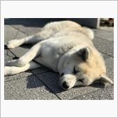 のんびり日向ぼっこ