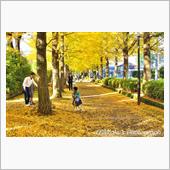 紅や黄色の祭典♪