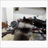 バイクとポンちゃん(=^・^ ...