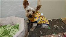 １１月１４日、オヤスミ☔なちゃーい😪🐶