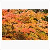 今年の毛越寺の紅葉