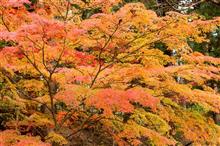 今年の毛越寺の紅葉