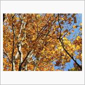 オクシズの紅葉