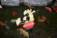 ちょっと出たついでにいつもの神社