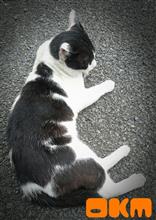 チチは人も猫も弱いらしい｡｡｡(^◇^;)
