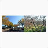 城沼周辺の植物の様子　&#39;16 ...