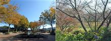 城沼周辺の植物の様子　&#39;16.11.12