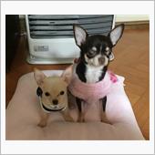 ハーフ &amp;  クウォーター