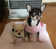 ハーフ &amp;  クウォーター
