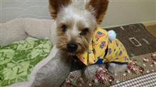 １１月１５日オヤスミ🌙✨なちゃーい🐶😪