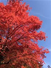 2016紅葉