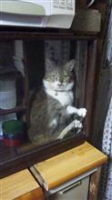 みんカラ歴１年